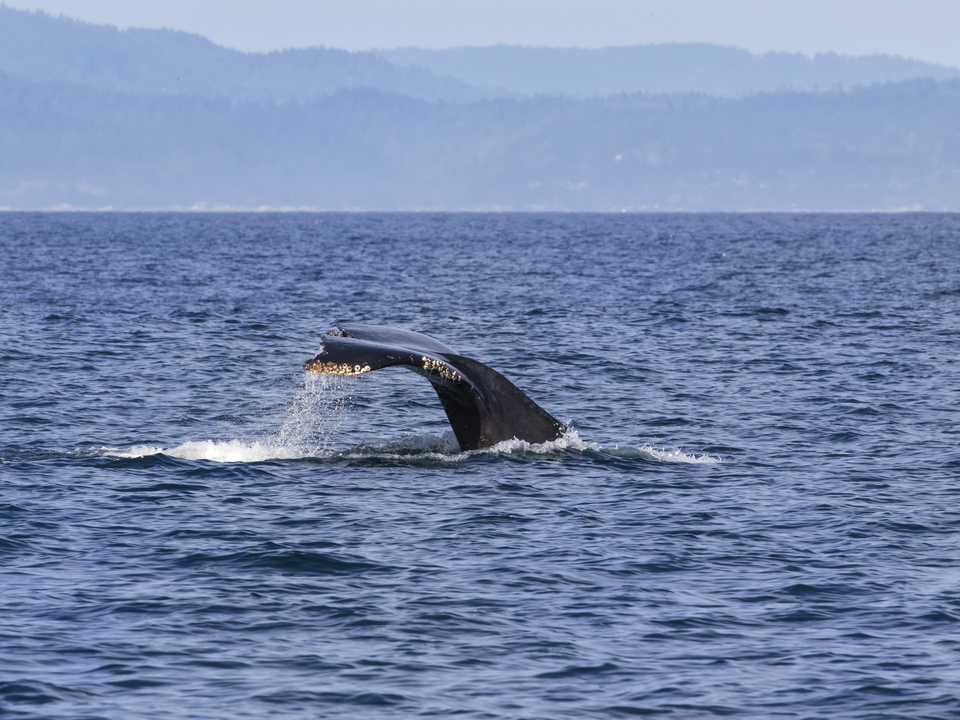 Humpback Whale Tail