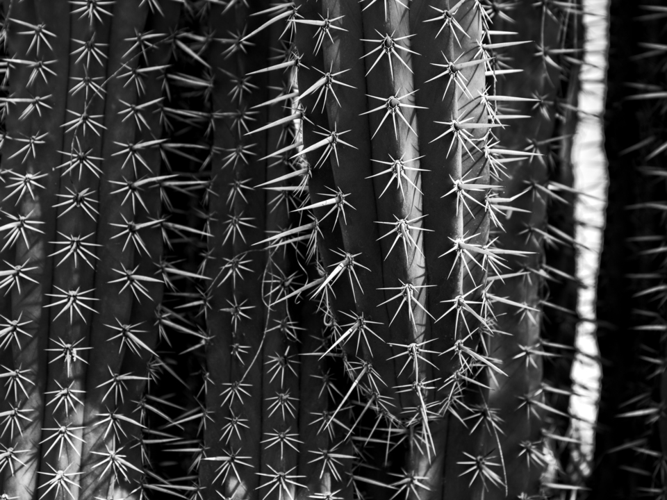 Saguaro Cactus BW 1