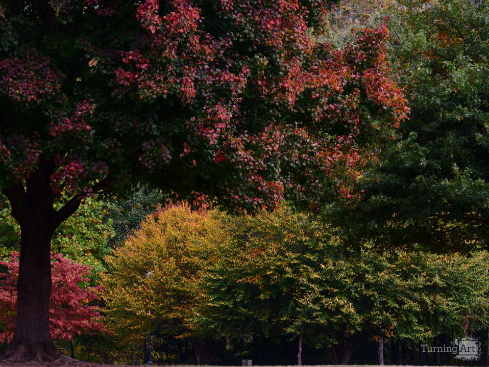 Piedmont's True Colors