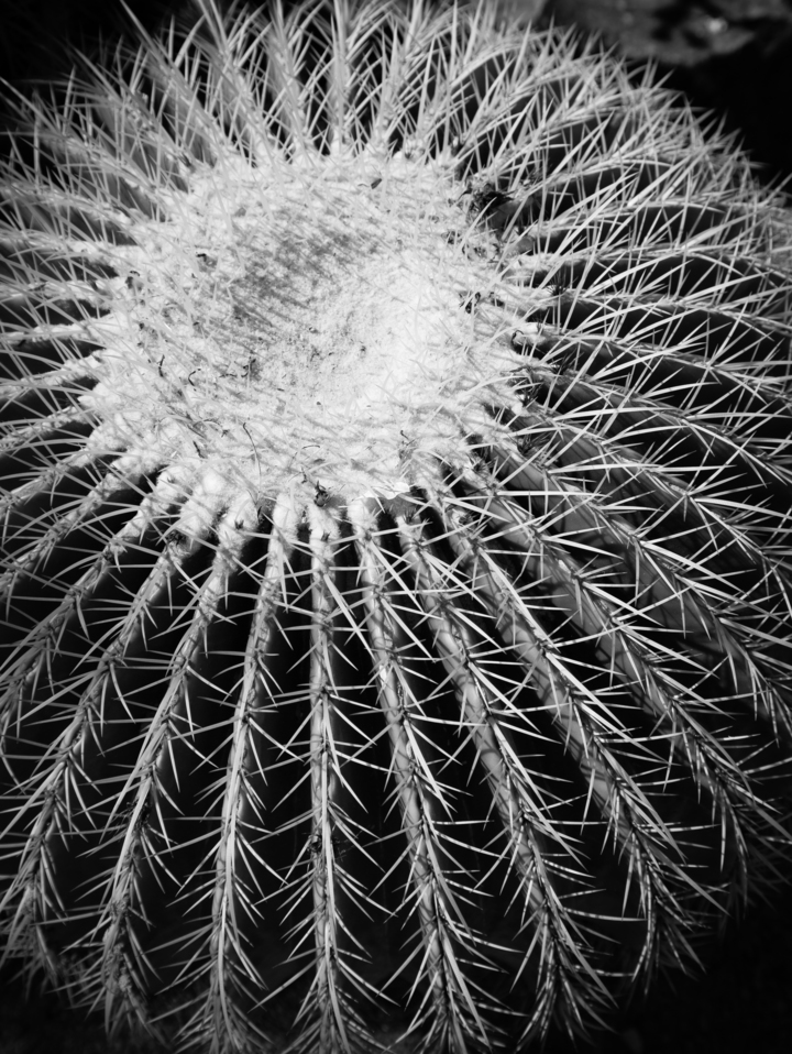 Barrel Cactus Black and White