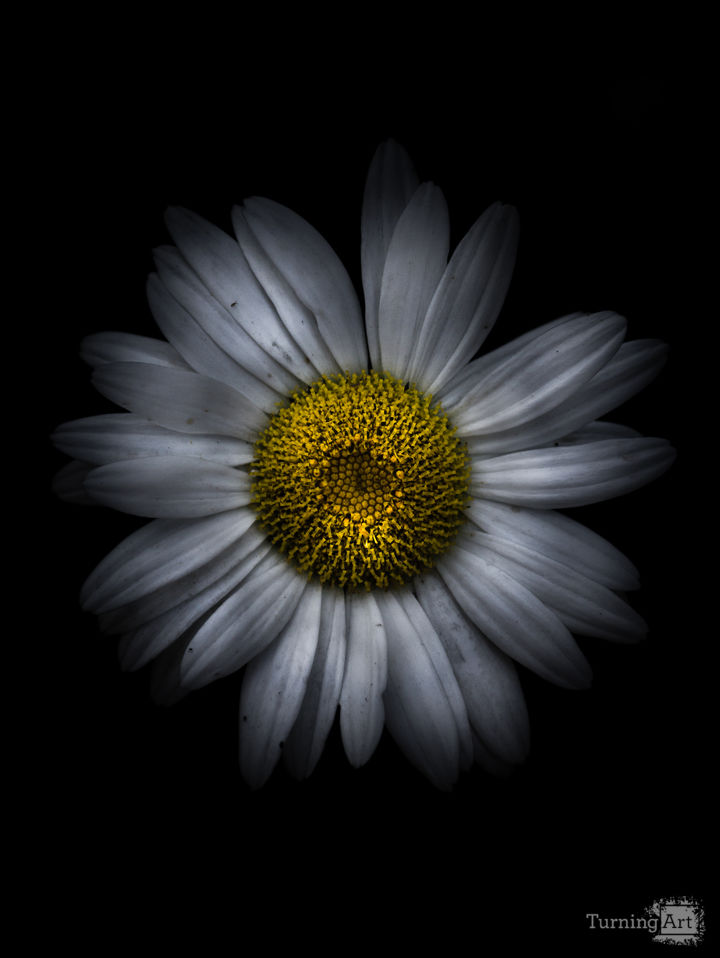 Backyard Flowers 13 Color Version