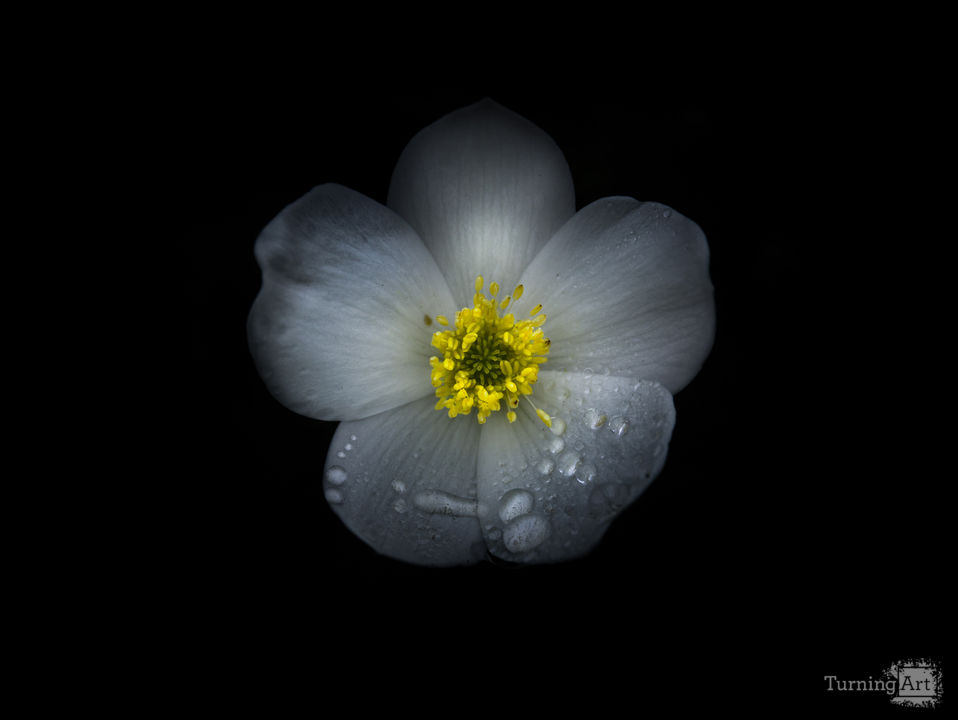 Backyard Flowers 30 Color Version