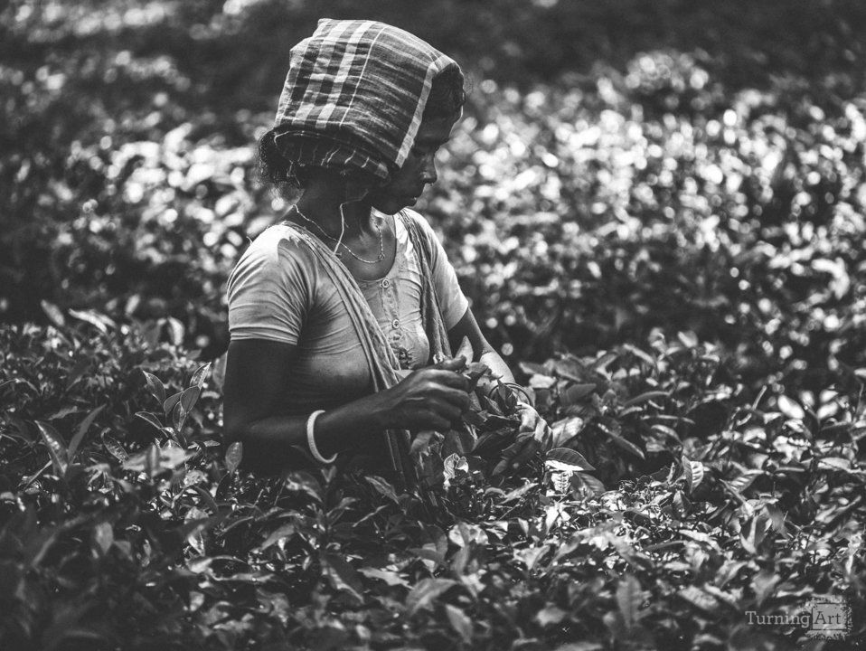 tea garden worker