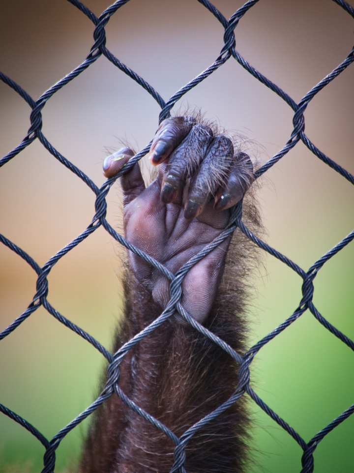 Captive