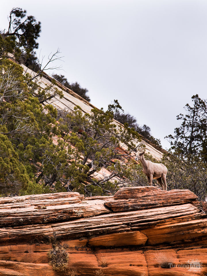 Zion National Park #26