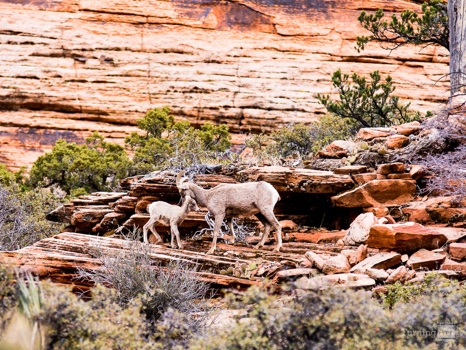 Zion National Park #29