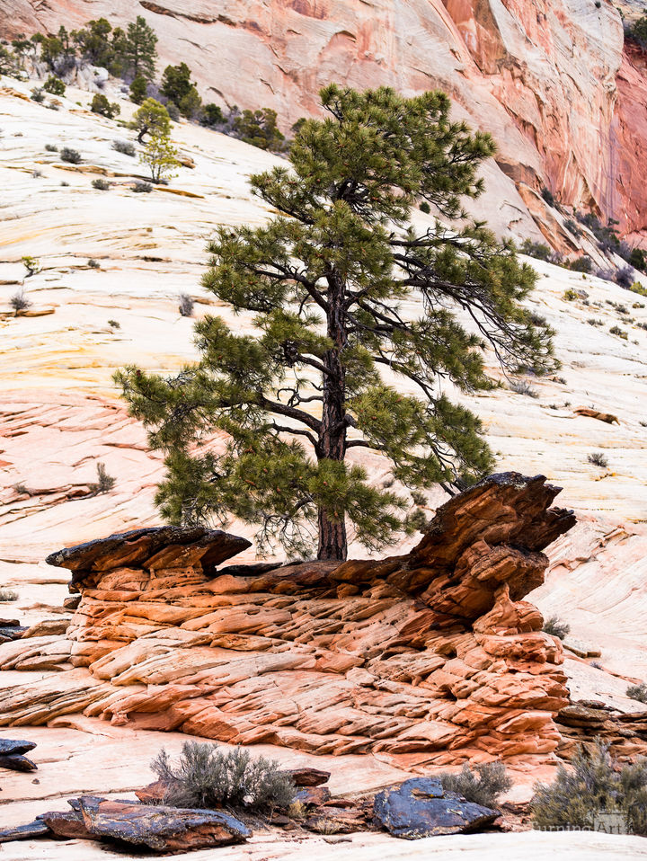 Zion National Park #41