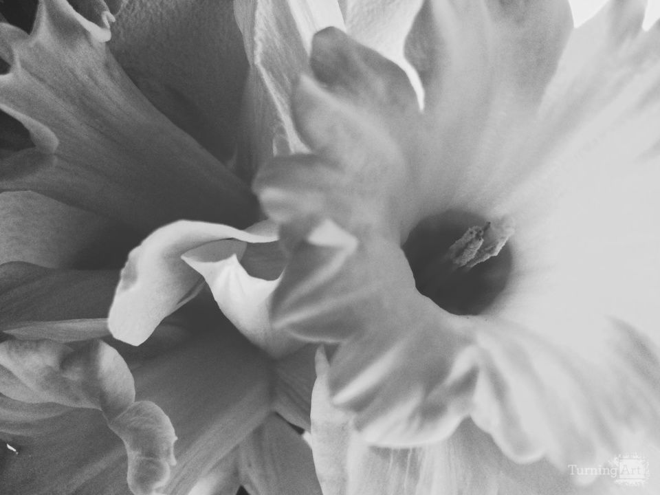 Monochrome tenderness