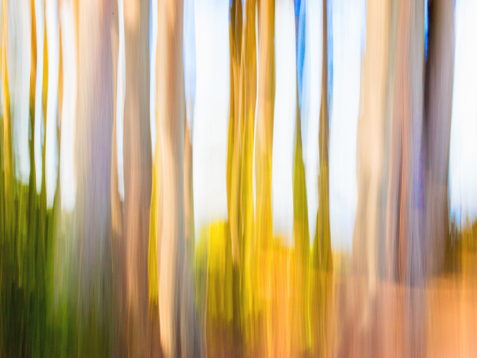 Moving Trees 25 Landscape 52-70 200px