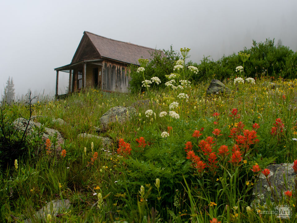 Rustic cabin and wildflowers