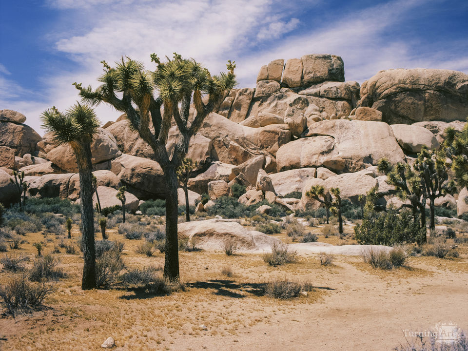 Joshua tree california