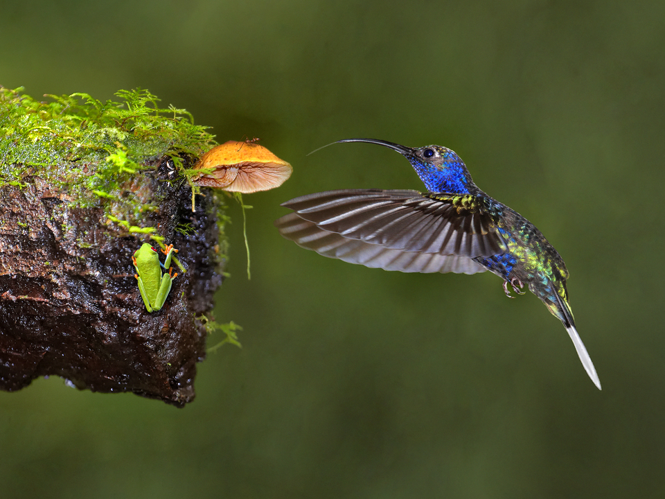 Violet Winged Hummingbird and Tree Frog