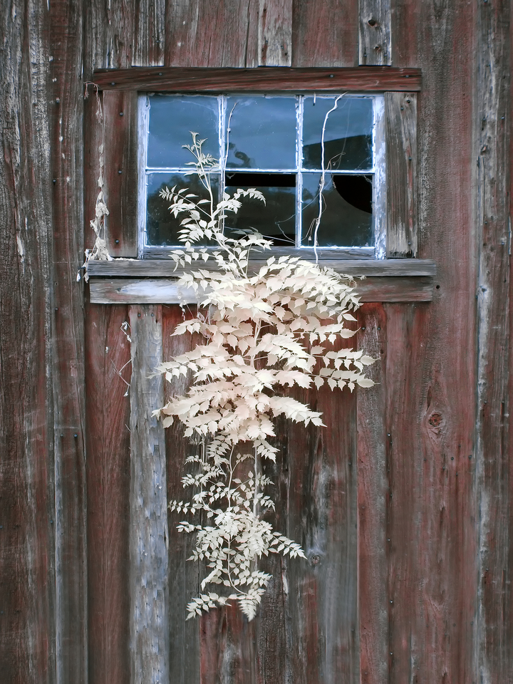 Old Window, Faux Color Infrared