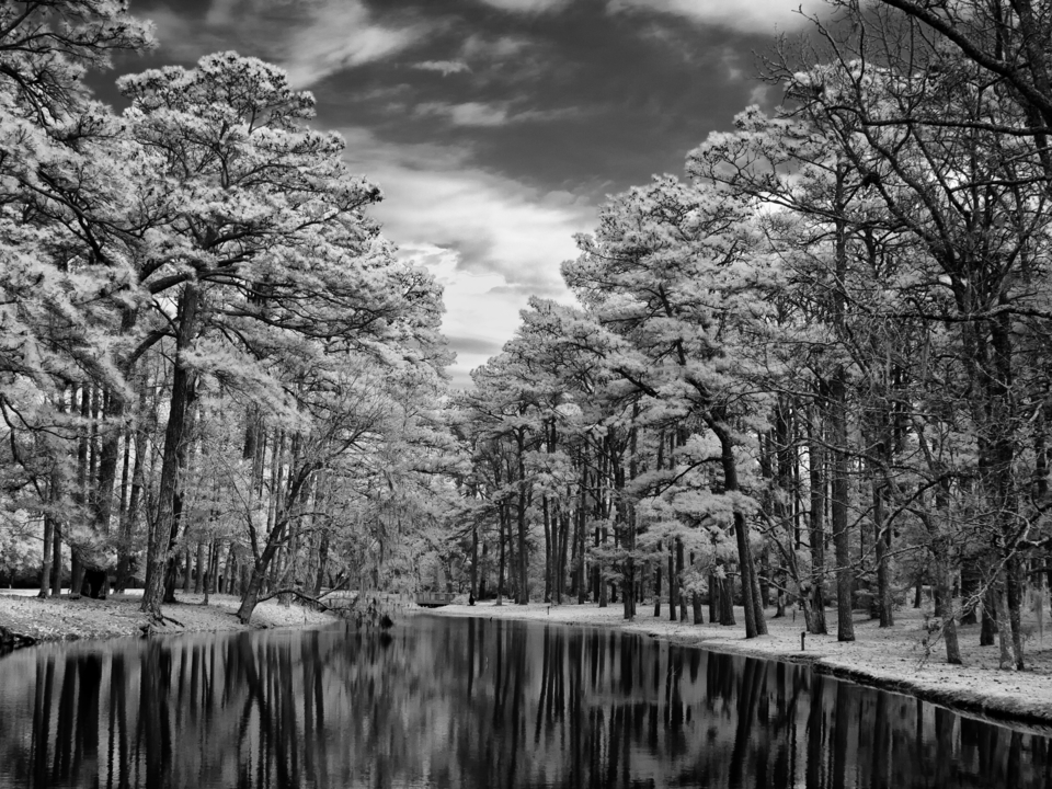 Oak Reflections in Infrared