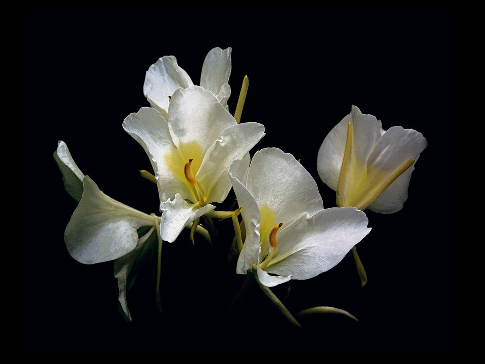 Ginger Lily's on Black