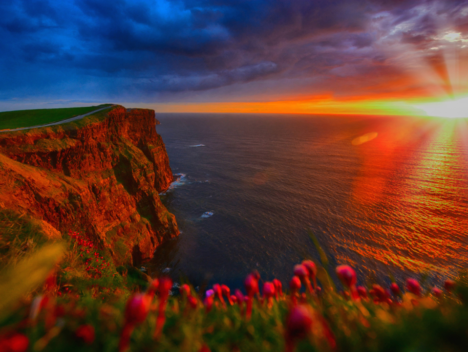 Moher In Bloom