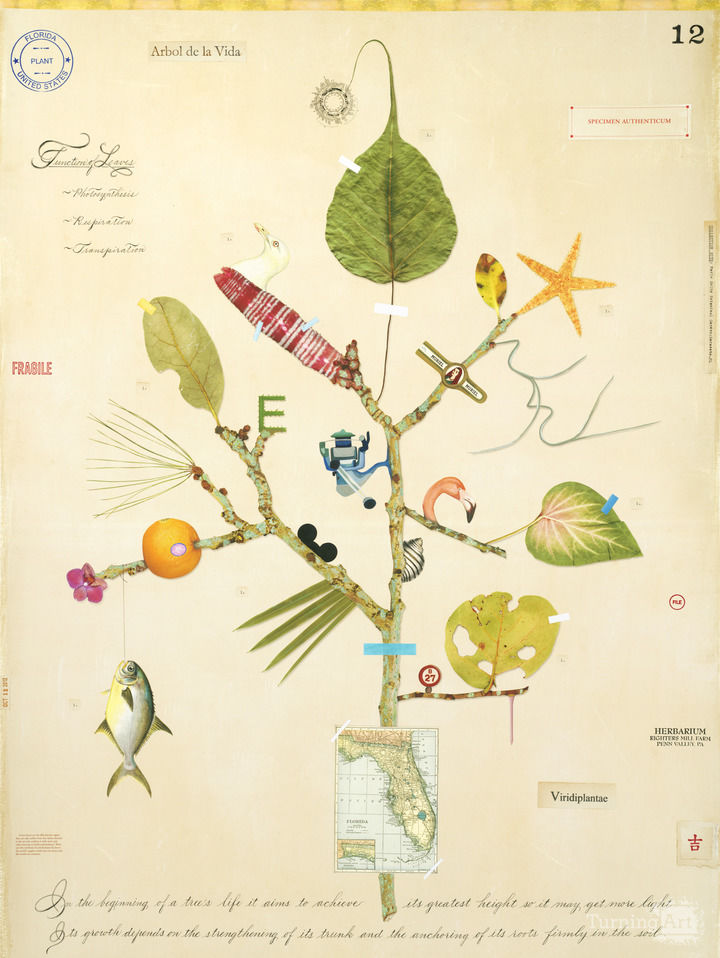 Florida Tree of life