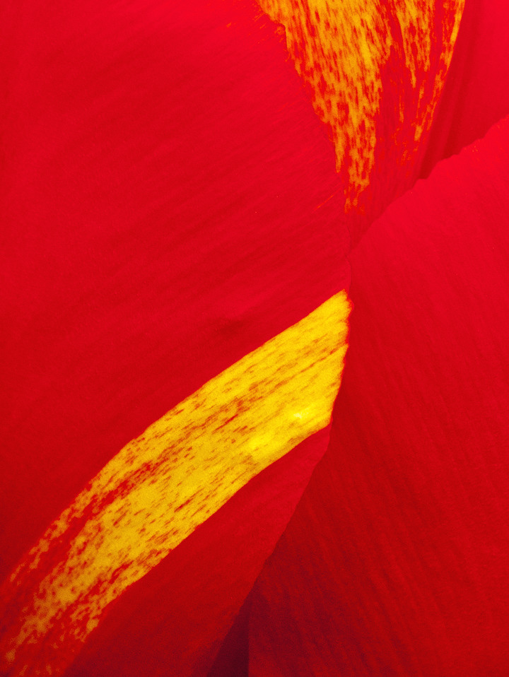 Petal Project #16