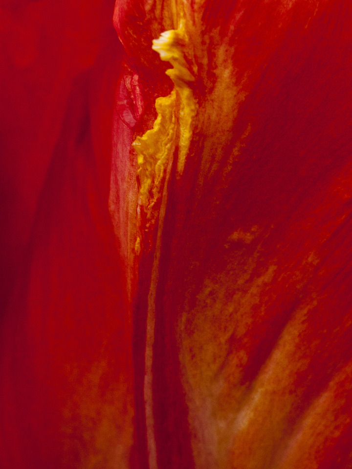 Petal Project #23