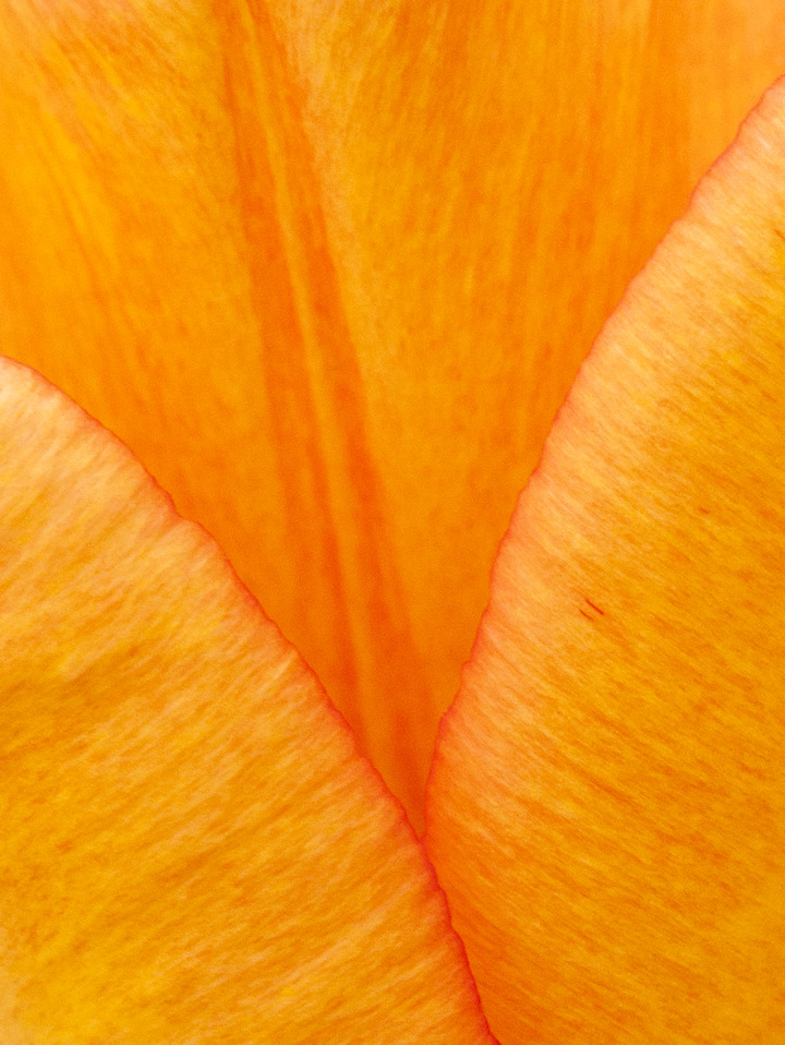 Petal Project #45