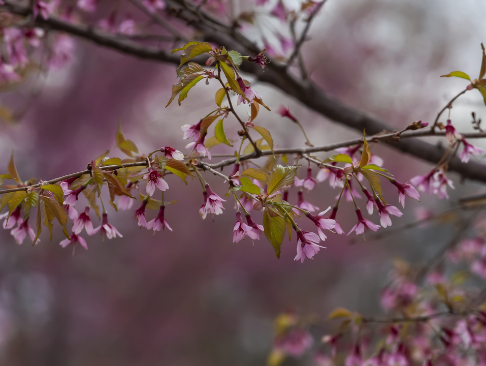Cherry Blossoms 2