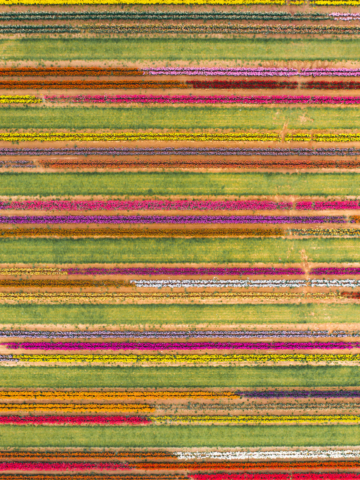 Tulip Fields of New Jersey