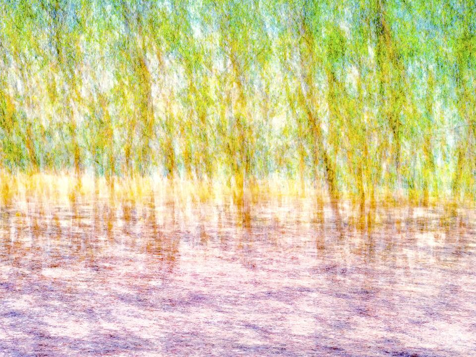 Lost In A Magical Forest
