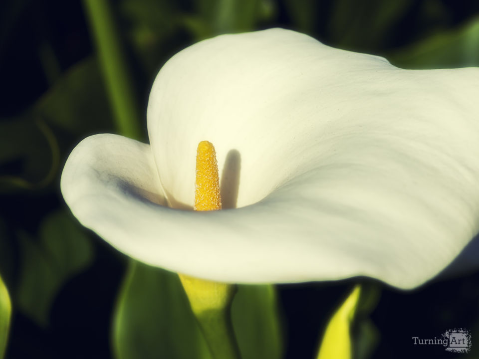 The Most Lovely Lily, Color