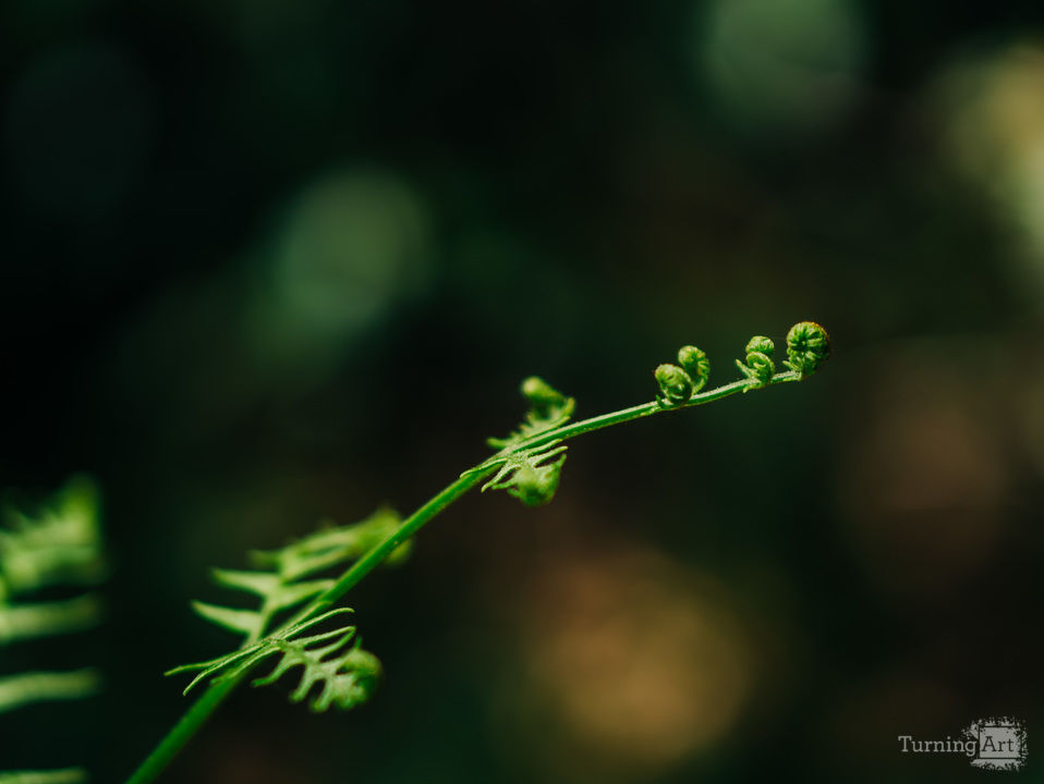 Unfurling Fern