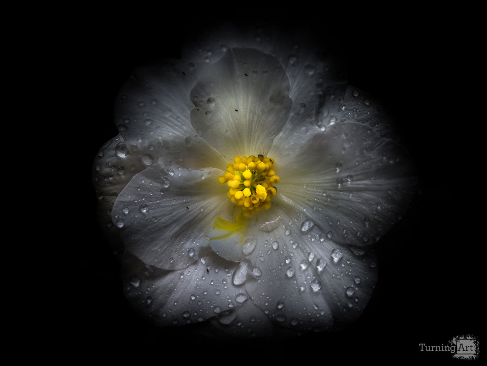 Backyard Flowers 66 Color Version