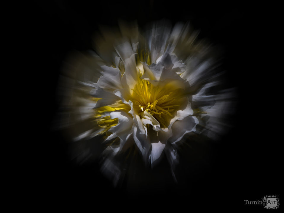 Backyard Flowers 25 Color Flow Version