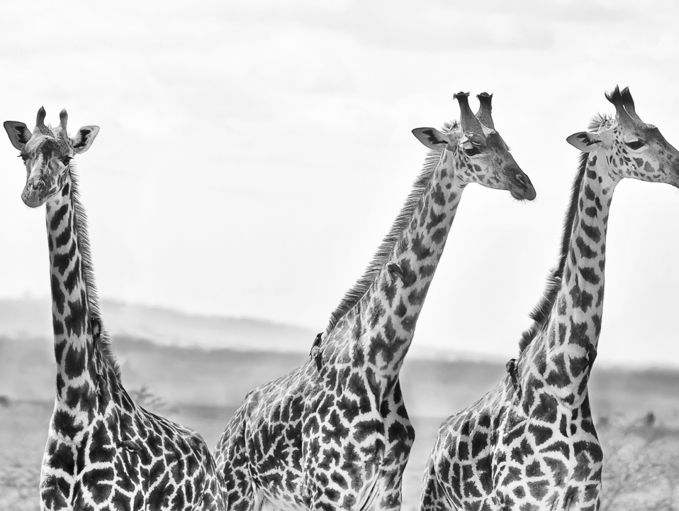 Three Giraffes