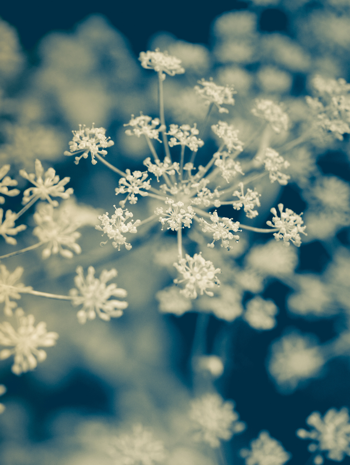 Indigo Dill Botanical Study