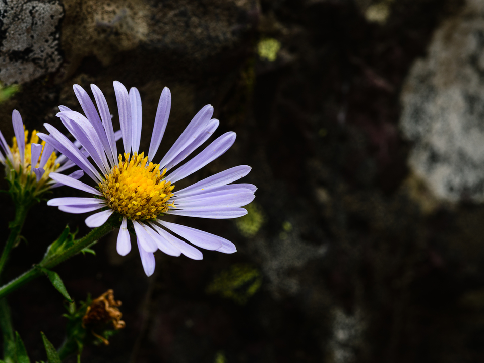 Aster