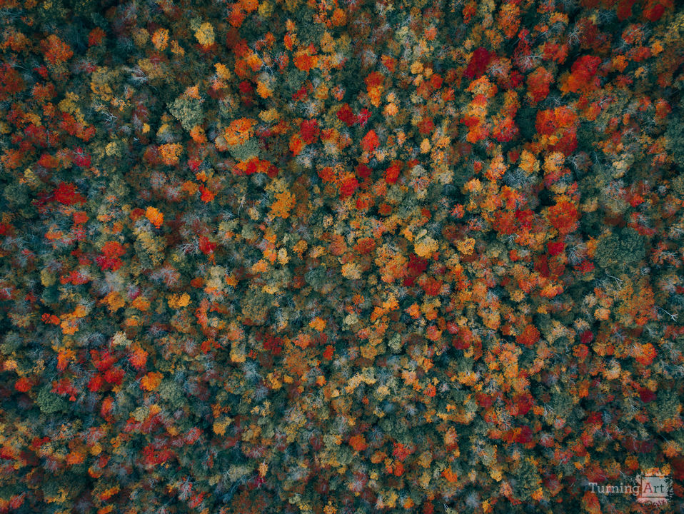 Autumn Colors