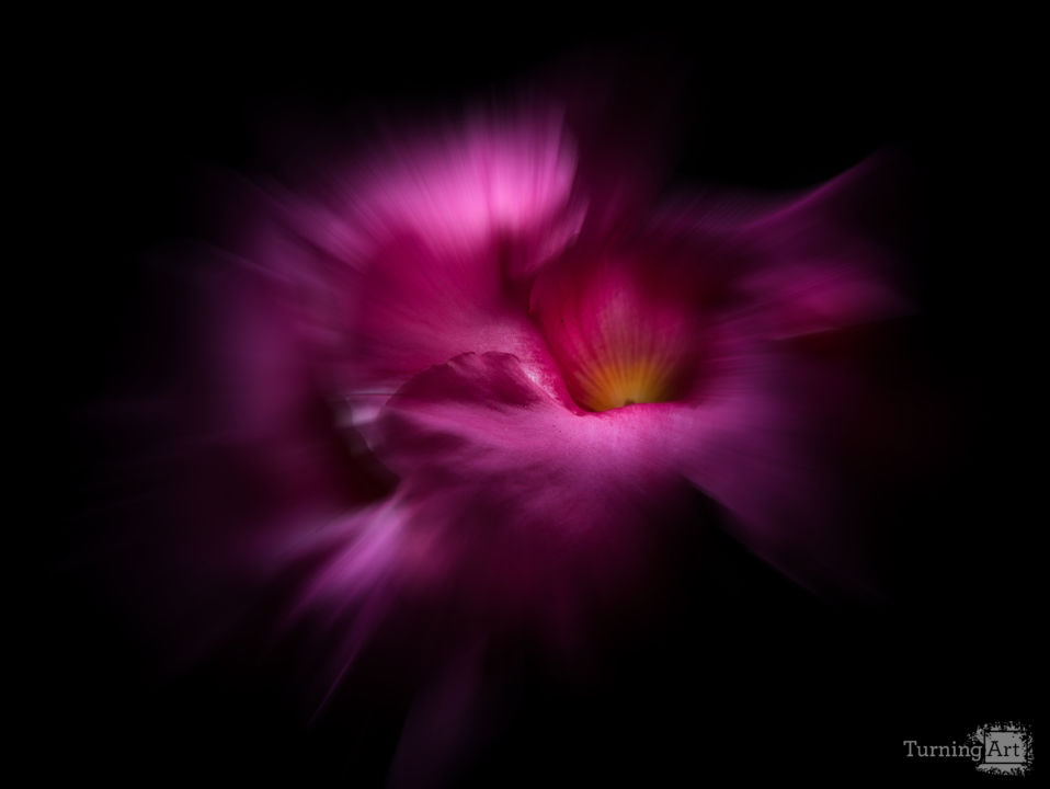 Backyard Flowers 2 Color Flow Version