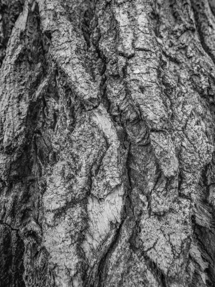 Wood Texture #1