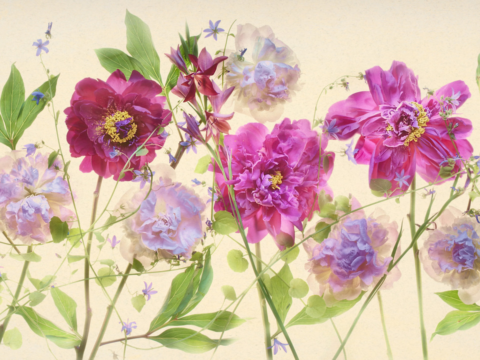 Peonies, Campanulas, and Variegated Gladiolas