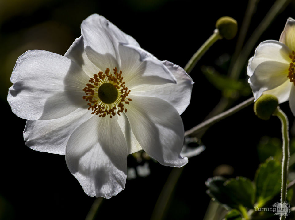 Anenome