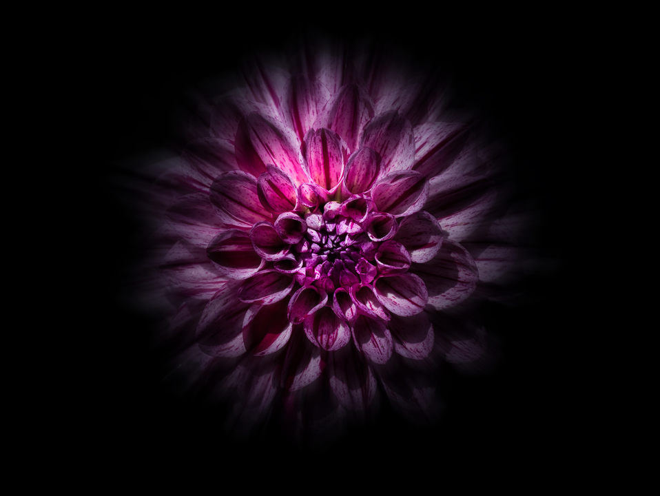Backyard Flowers 57 Color Flow Version