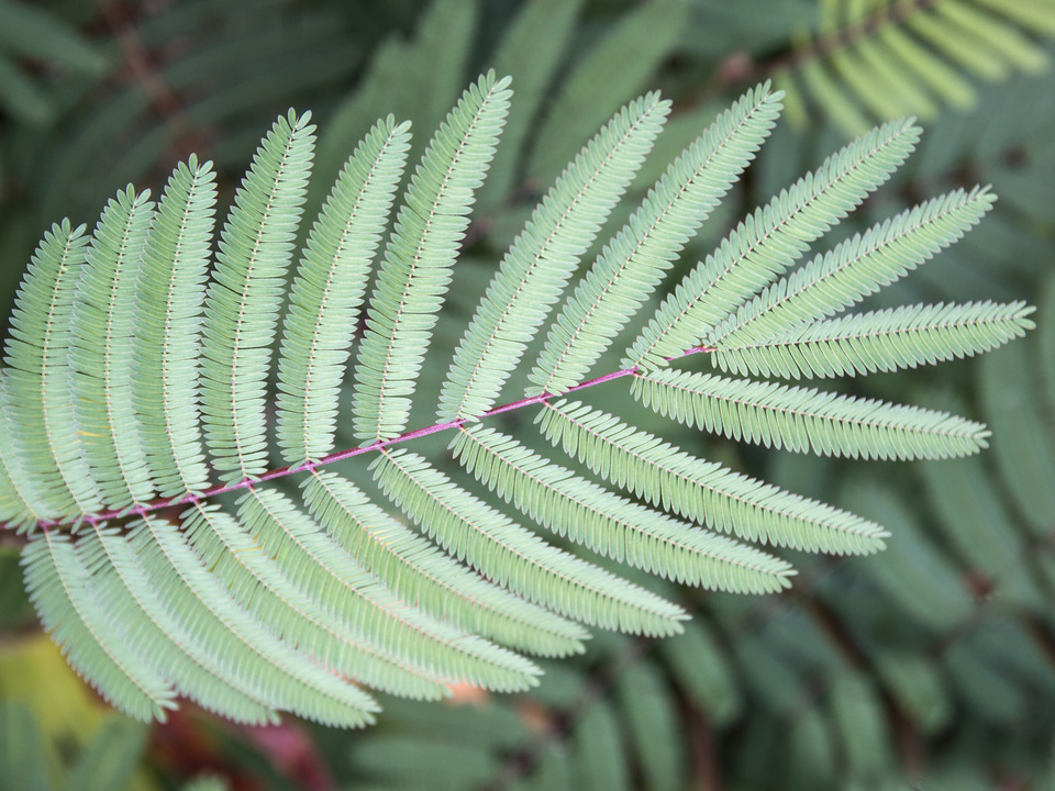 Purple Stemmed Leaves