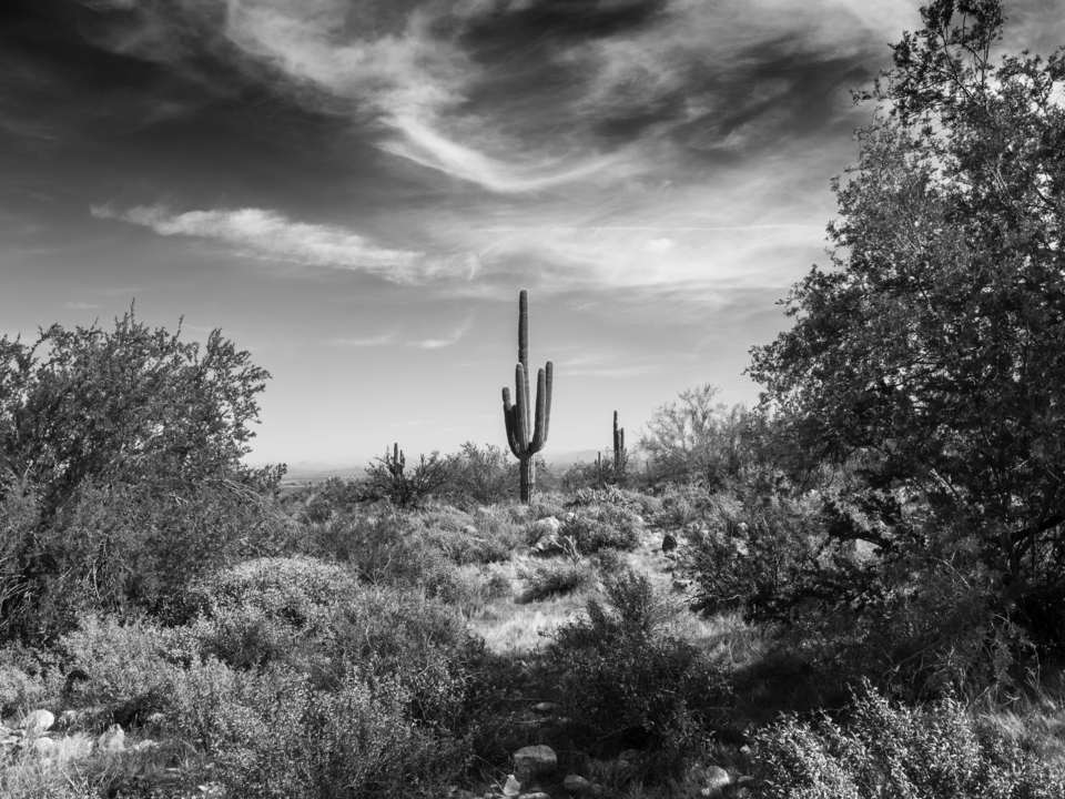 Arizona Desert