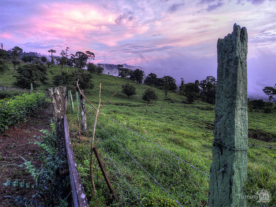 Purple fenceline