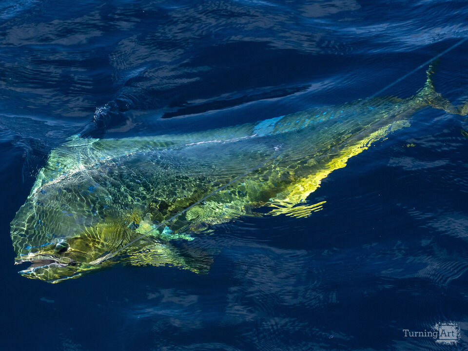 Mahi Mahi