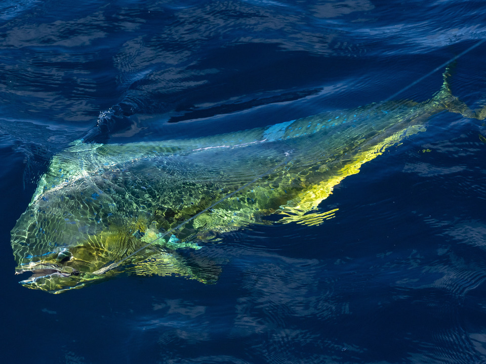 Mahi Mahi