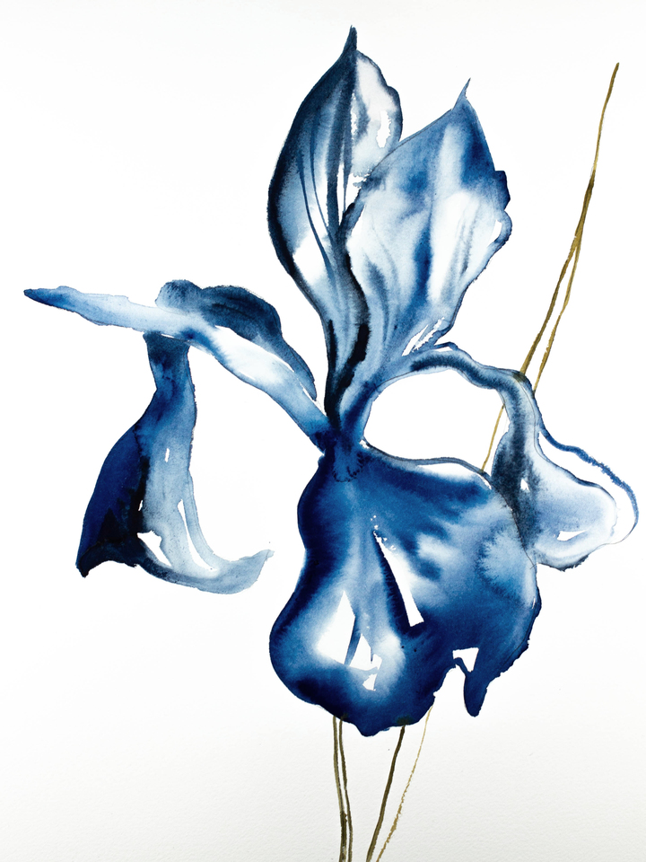 Iris No. 92
