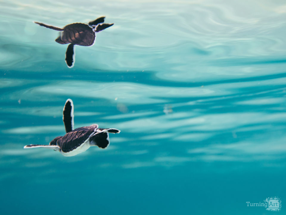 Baby green sea turtle and blue water