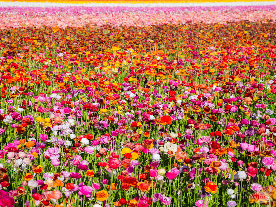 Flower fields