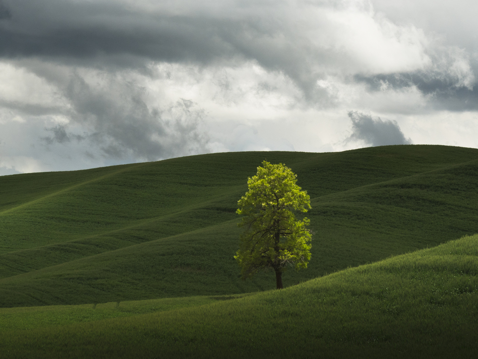 Lone Tree
