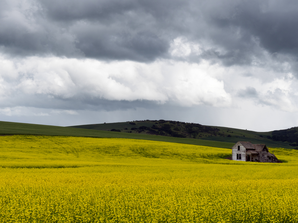 Canola
